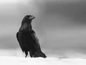 Bird, Crow