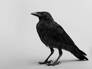 Black, Crow