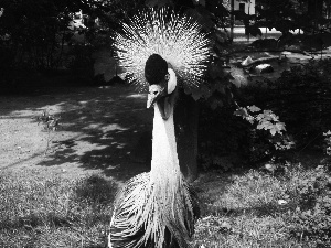 Grey Crowned Crane