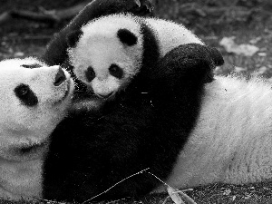 cuddled, pandas, young