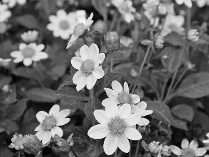White, Dalie Cultivars