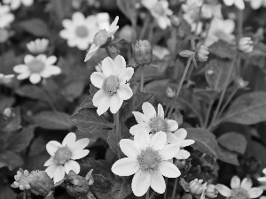 White, Dalie Cultivars