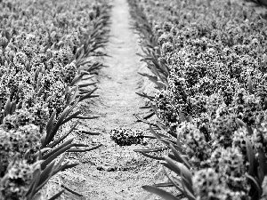 Hyacinths, cultivation