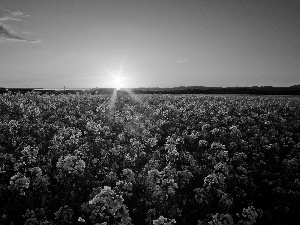 west, Flowers, cultivation, sun