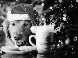 Nicholas, Cup, Golden Retriever, Hat, dog