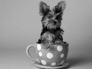 cup, small, doggy