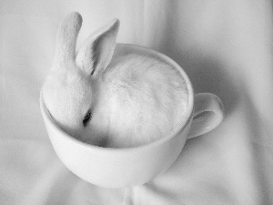 White, White, cup, Bunny