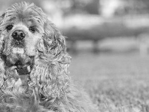 hair, American Spaniel, curly