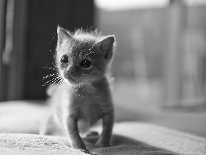 curves, feet, ginger, kitten, small