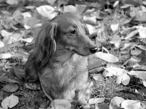 autumn, dog, dachshund, Leaf