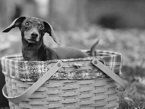 basket, dachshund