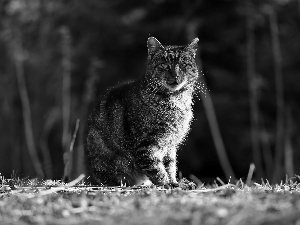 dachshund, wild, cat