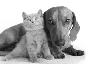 Gray, doggy, dachshund, kitten