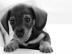 dachshund, beautiful, small