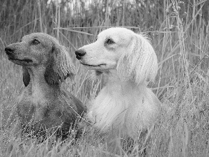 grass, Two cars, dachshunds