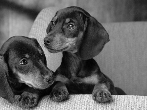 Sofa, Two cars, dachshunds