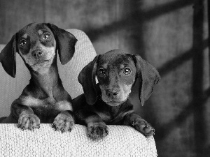 Sofa, Two cars, dachshunds