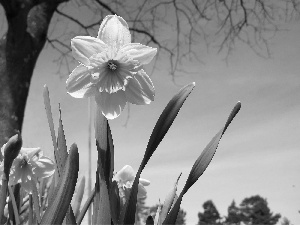 Daffodils