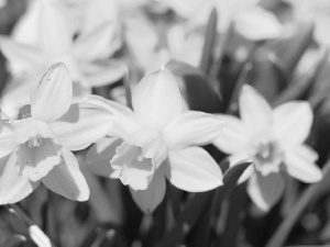 many, daffodils