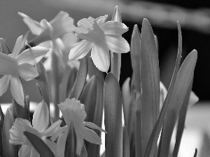 some, daffodils