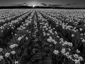 Daffodils, west, sun