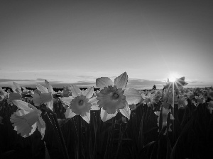 Daffodils, west, sun