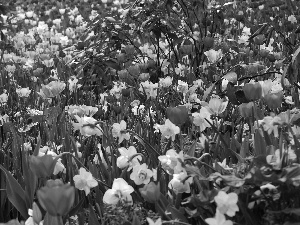 Daffodils, color, Tulips