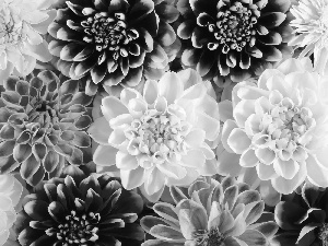 dahlias, Flowers, color