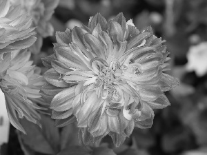 dahlias, Pink, Flowers