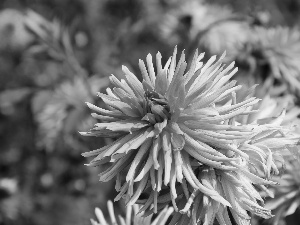 Pink, dahlias