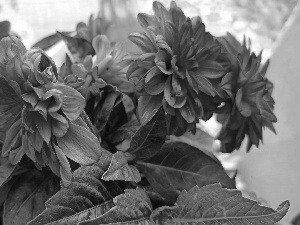 dahlias, Flowers, Purple