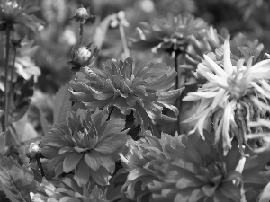 Red, dahlias