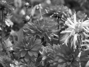 Red, dahlias