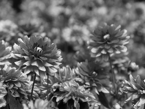 Red, dahlias