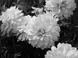 White, dahlias