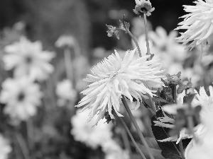 Yellow, dahlias