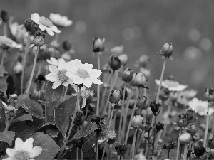 Yellow, dahlias