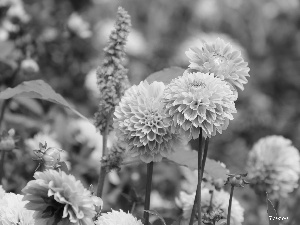 dahlias