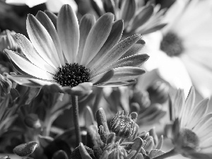 Buds, Flowers, African Daisies