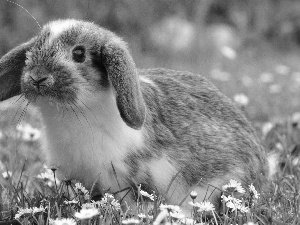 Bunny, daisies