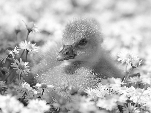 daisies, goose