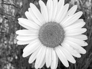 daisy, White, flakes