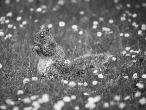 Gray, Meadow, daisies, squirrel