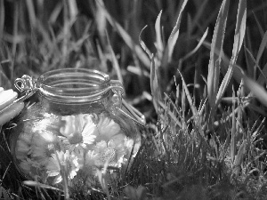 daisies, Meadow, jar