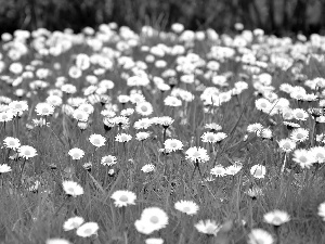 many, Daisies