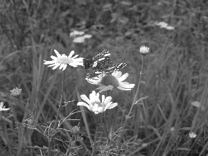 Chamomile Common, butterfly, Meadow