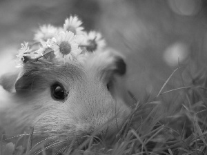 guinea pig, grass, daisies, maritime