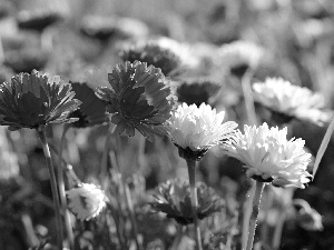 Pink, White, daisies, I