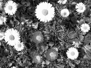 daisies, White, Pink