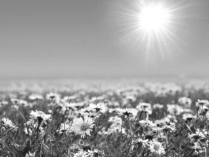 daisies, rays, sun